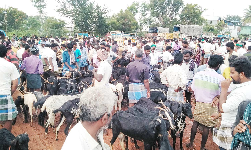 தீபாவளி பண்டிகையையொட்டி அய்யலூர் ஆட்டுச்சந்தையில் களைகட்டிய விற்பனை