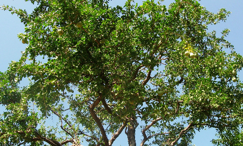 வில்வ மரம் வளர்த்தால் தலைமுறை தாண்டிய சாபம் நீங்கும்...