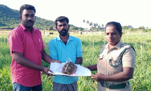 நாட்டார்மங்கலம் கிராமத்தில் பிடிபட்ட நட்சத்திர ஆமை