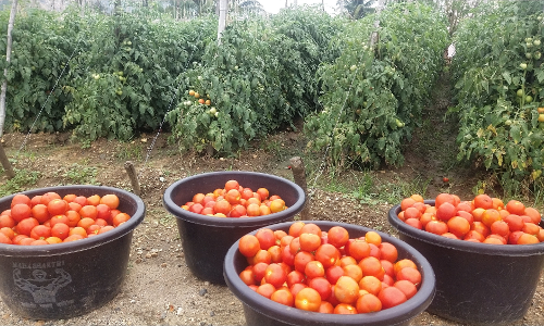 மேட்டுப்பாளையம் பகுதிகளில் தக்காளி விலை திடீர் உயர்வு