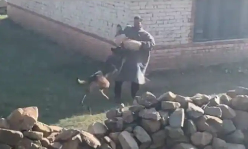 பயங்கரவாதிகளை கொல்ல உதவிய ராணுவ நாய்க்கு நேர்ந்த சோகம்