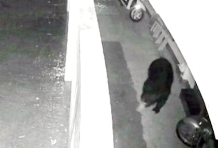 கோத்தகிரி அருகே குடியிருப்புக்குள் சுற்றிய கரடி கோத்தகிரி அருகே குடியிருப்புக்குள் சுற்றிய கரடி