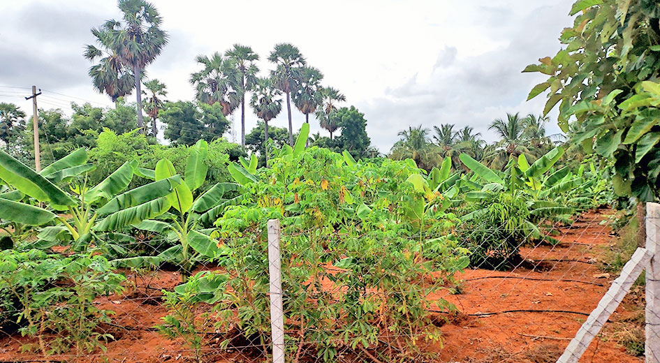 உடன்குடி பகுதியில் ஊடு பயிராக மரவள்ளி கிழங்கு, வாழை பயிரிட்டு விவசாயிகள் உற்சாகம் உடன்குடி பகுதியில் ஊடு பயிராக மரவள்ளி கிழங்கு, வாழை பயிரிட்டு விவசாயிகள் உற்சாகம்