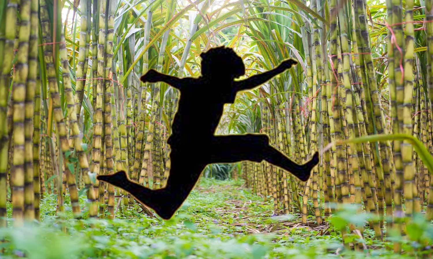 திருவண்ணாமலை கரும்பு தோட்டத்தில் பதுங்கிய 17 வயது சிறுவன் பிடிப்பட்டான் திருவண்ணாமலை கரும்பு தோட்டத்தில் பதுங்கிய 17 வயது சிறுவன் பிடிப்பட்டான்