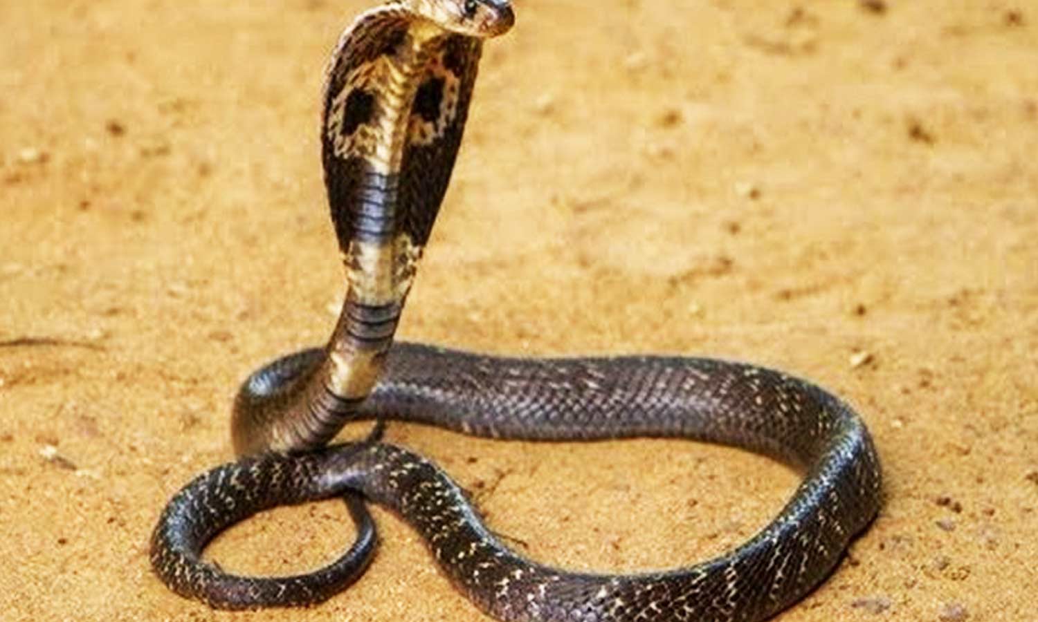 13 அடி நீளமுள்ள மலைப்பாம்பு ஆட்டை விழுங்கியது 13 அடி நீளமுள்ள மலைப்பாம்பு ஆட்டை விழுங்கியது