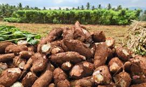 மரவள்ளி கிழங்கு விலை வீழ்ச்சி