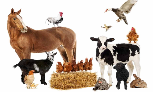 தடுப்பூசி போடப்படாததால்  கால்நடைகளை கோமாரி நோய் தாக்கும் அபாயம்