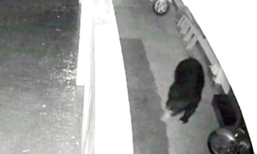 கோத்தகிரி அருகே குடியிருப்புக்குள் சுற்றிய கரடி