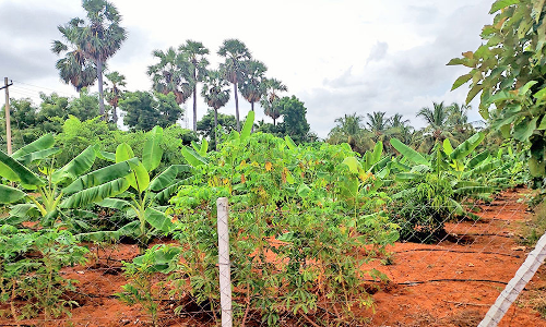உடன்குடி பகுதியில் ஊடு பயிராக  மரவள்ளி கிழங்கு, வாழை பயிரிட்டு விவசாயிகள் உற்சாகம்