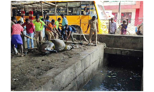 ஓசூரில் இன்று காலை ராஜ கால்வாயில் விழுந்த காளை மாடு  2 மணிநேர போராட்டத்திற்கு பிறகு மீட்பு