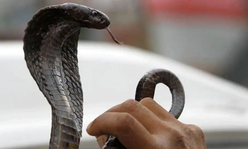 பாம்பு கடித்து முதியவர் சாவு