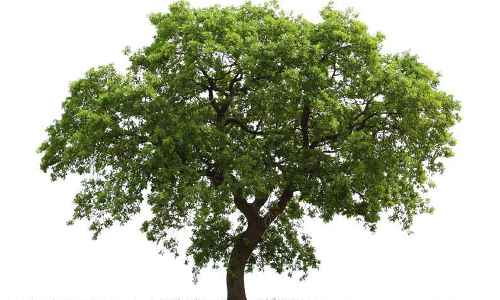 மரத்தில் ஏறி இறங்க மறுத்த பெண்