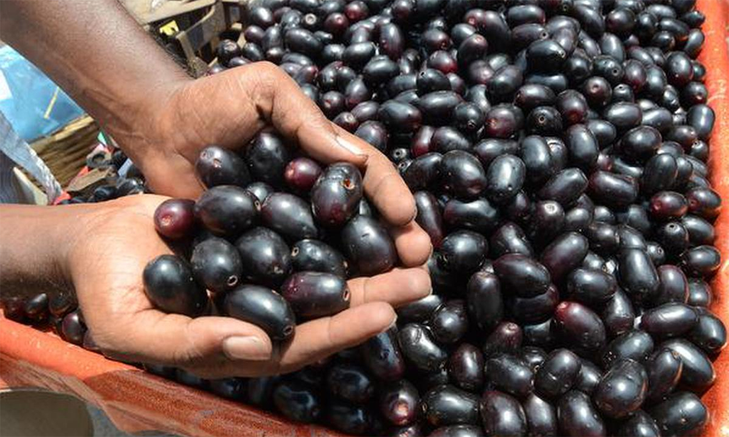 naval-fruit-jamun-fruit-benefits