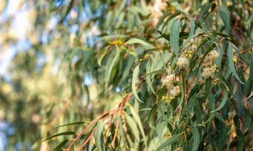 கொடைக்கானலில் யூக்கலிப்டஸ் மரங்கள் அகற்ற கணக்கெடுப்பு தேவை சமூக ஆர்வலர்கள் வலியுறுத்தல்