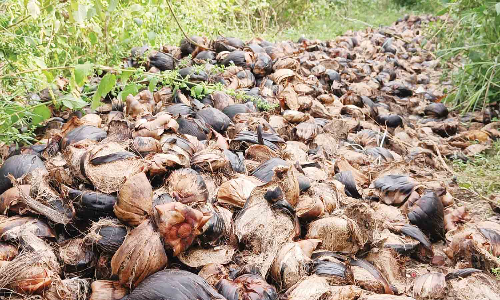 ஏரிக்கரையில் வீணாக கொட்டப்பட்டுள்ள பனை விதைகள்