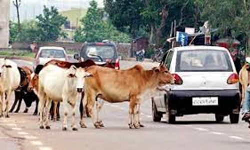 போக்குவரத்திற்கு இடையூராக சாலையில் சுற்றிய மாடுகள் பறிமுதல் - ரூ.2000 அபராதம் விதிப்பு