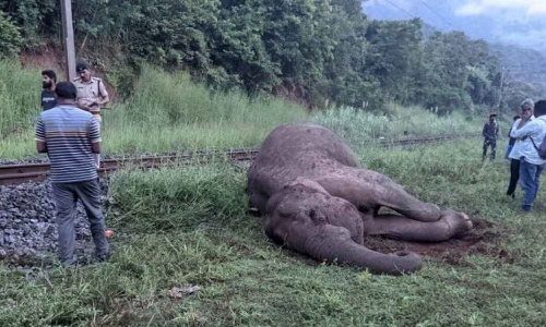 தமிழக எல்லையில் கன்னியாகுமரி ரெயில் மோதி யானை பலி- குட்டி படுகாயம்