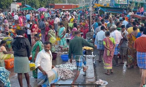 கடலூர் மீன்பிடித் துறைமுகத்தில் மீன் வாங்குவற்கு குவிந்த மக்கள்