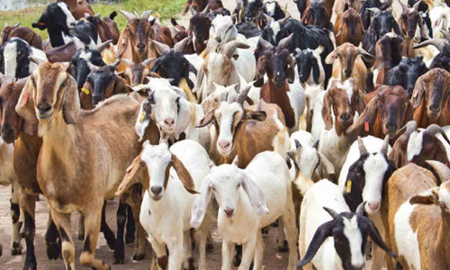 வரத்து குறைவால் ஆடுகளின் விலை உயர்வு