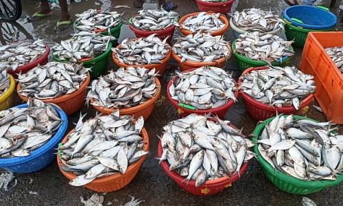 காசிமேட்டில் மீன் வாங்க குவிந்த பொதுமக்கள்- வஞ்சிரம் கிலோ ரூ.1100, வவ்வால் மீன் ரூ.800