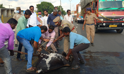கார் மோதி மாடு படுகாயம்