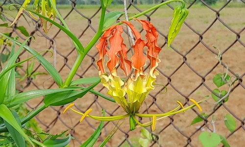 உளுந்தூர்பேட்டை அருகே: வருடத்திற்கு ஒருமுறை மட்டுமே பூக்கும் செங்காந்தல் மலர்