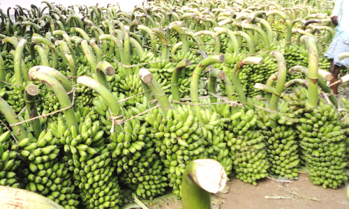 காப்பீட்டு தொகை செலுத்தி விவசாயிகள் பயிர்களை முன்கூட்டியே பதிவு செய்ய வேண்டும்