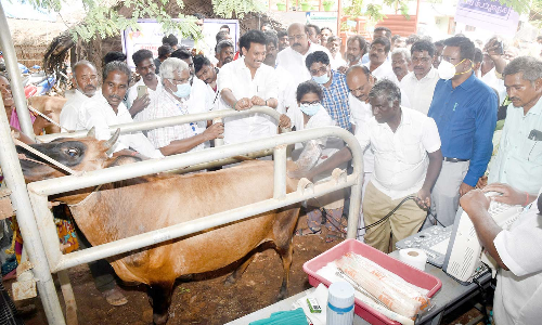 செல்லப்பன்பேட்டையில், கால்நடை சிறப்பு முகாம்-  அமைச்சர்‌ தொடங்கி வைத்தார்