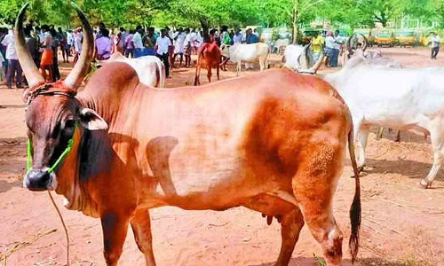 பழையகோட்டையில்   ரூ.22 லட்சத்துக்கு காங்கயம் இன மாடுகள்  விற்பனை