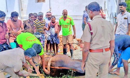 செங்கோட்டை அருகே கழிவு நீர் தொட்டியில் தவறி விழுந்த மாடு மீட்பு