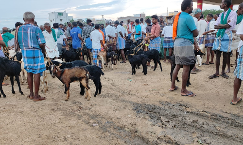 விராலிமலையில் களை கட்டிய ஆட்டு சந்தை