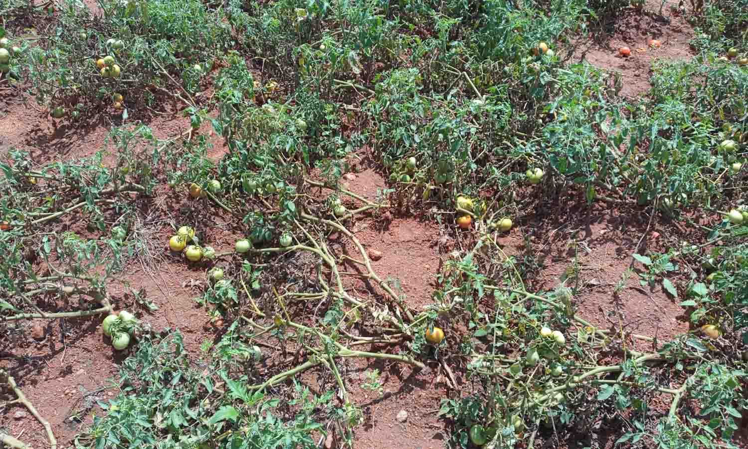 தொடர் மழையால் அழுகும் தக்காளி பழங்கள் தொடர் மழையால் அழுகும் தக்காளி பழங்கள்