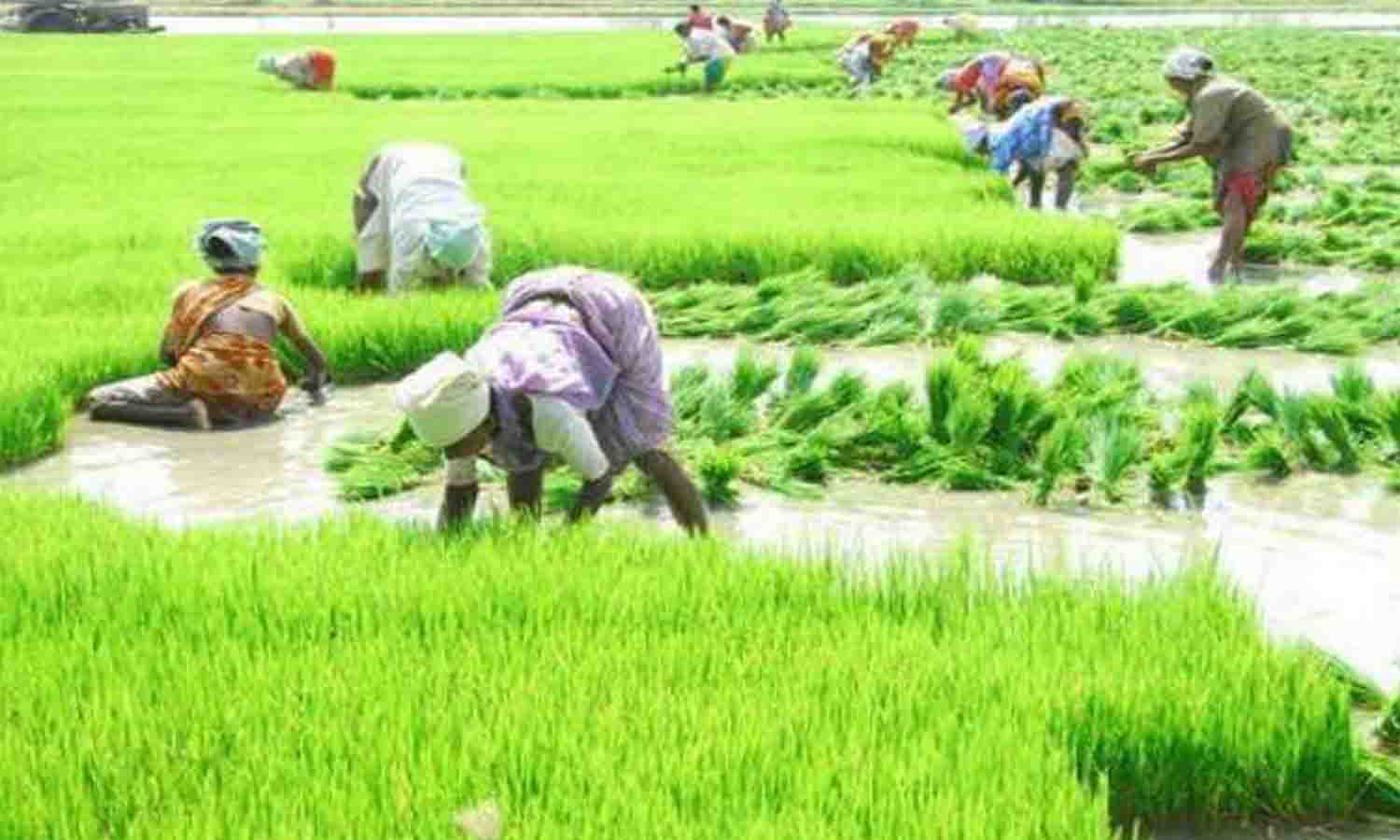 நிலம் வாங்க மானியம், விவசாய தொழிலாளர்கள் பயன் பெற வேண்டுகோள் நிலம் வாங்க மானியம், விவசாய தொழிலாளர்கள் பயன் பெற வேண்டுகோள்