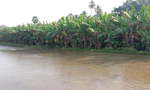 கோபிசெட்டிபாளையம் பகுதியில் பலத்த மழை- வாய்க்கால் கரை உடைந்து விவசாய தோட்டத்தில் தண்ணீர் புகுந்தது