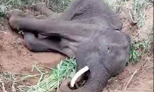 ரெயிலில் அடிபட்டு காயத்துடன் சுற்றிய மேலும் ஒரு யானை பலி