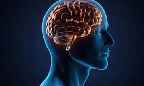 மூளை வளர்கிறதா?