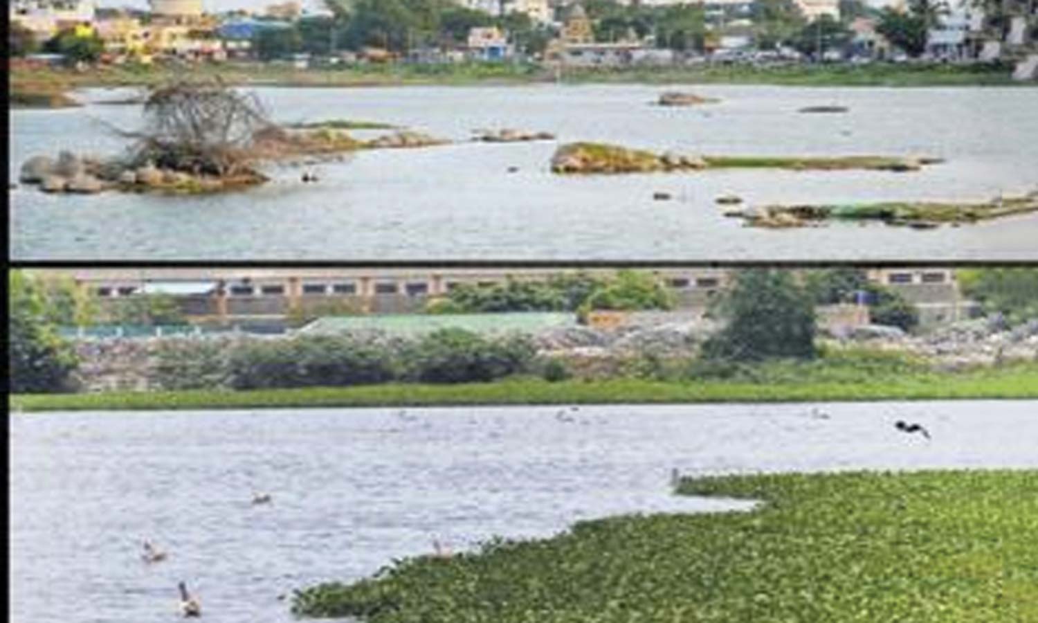 ராணிப்பேட்டை மாவட்டத்தில் 99 ஏரிகள் முழுமையாக நிரம்பியுள்ளது