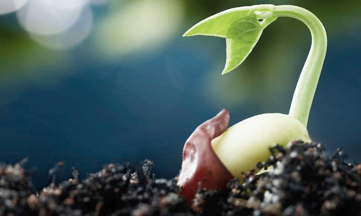 விதை விற்பனையாளர்கள் தரம் அறிந்து விற்பது அவசியம்- அதிகாரி தகவல் விதை விற்பனையாளர்கள் தரம் அறிந்து விற்பது அவசியம்- அதிகாரி தகவல்