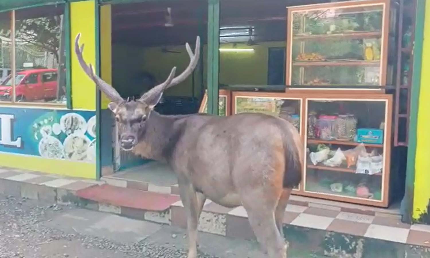 உணவுக்காக ஓட்டலுக்கு சென்ற கடமான்: வைரல் வீடியோ உணவுக்காக ஓட்டலுக்கு சென்ற கடமான்: வைரல் வீடியோ