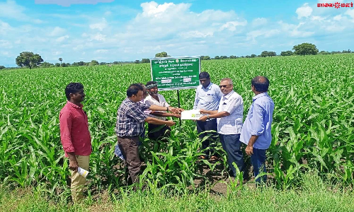 கயத்தாறு அருகே தோட்டங்களில் வேளாண் அதிகாரிகள் ஆய்வு