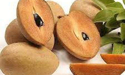 சப்போட்டா பழவிதை பெண்ணின் மூச்சு குழாய்யில் சிக்கியது - தீவிர சிகிச்சை அளித்து காப்பாற்றிய டாக்டர்கள்