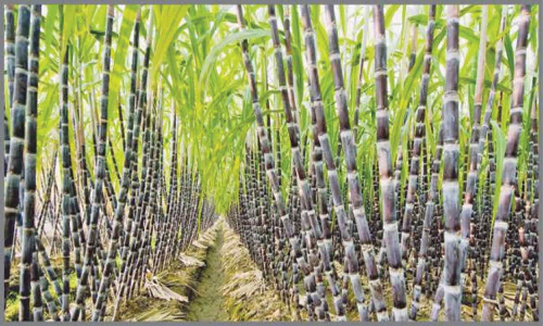 கூட்டுறவு சர்க்கரை ஆலைக்கு பதிவு செய்த கரும்பை விற்க கூடாது