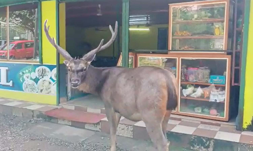 உணவுக்காக ஓட்டலுக்கு சென்ற கடமான்: வைரல் வீடியோ