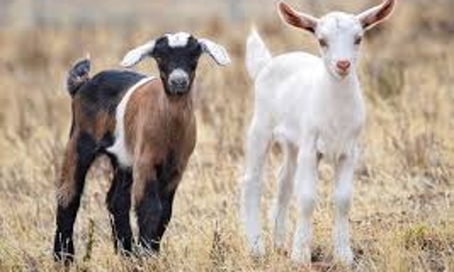 வீட்டில் இருந்த 7 ஆடுகள் மாயம்