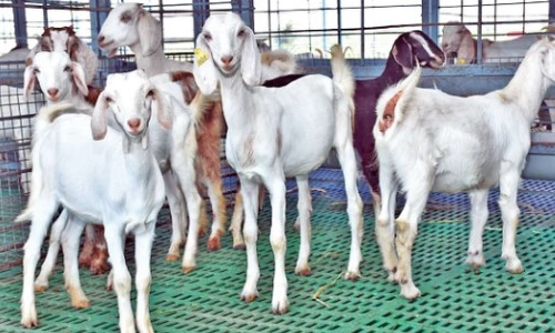 சின்னசேலம் வார சந்தையில் தீபாவளி பண்டிகையை முன்னிட்டு ஆடுகள் விற்பனை அமோகம்