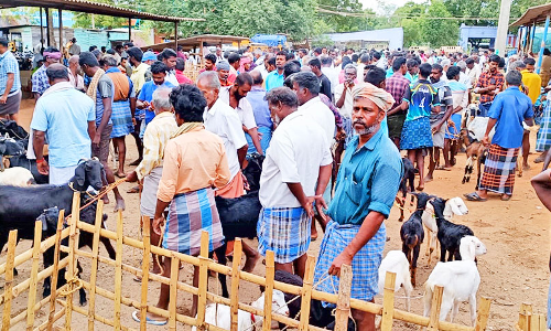 தீபாவளி பண்டிகையையொட்டி களைகட்டிய பாவூர்சத்திரம் ஆட்டுச்சந்தை