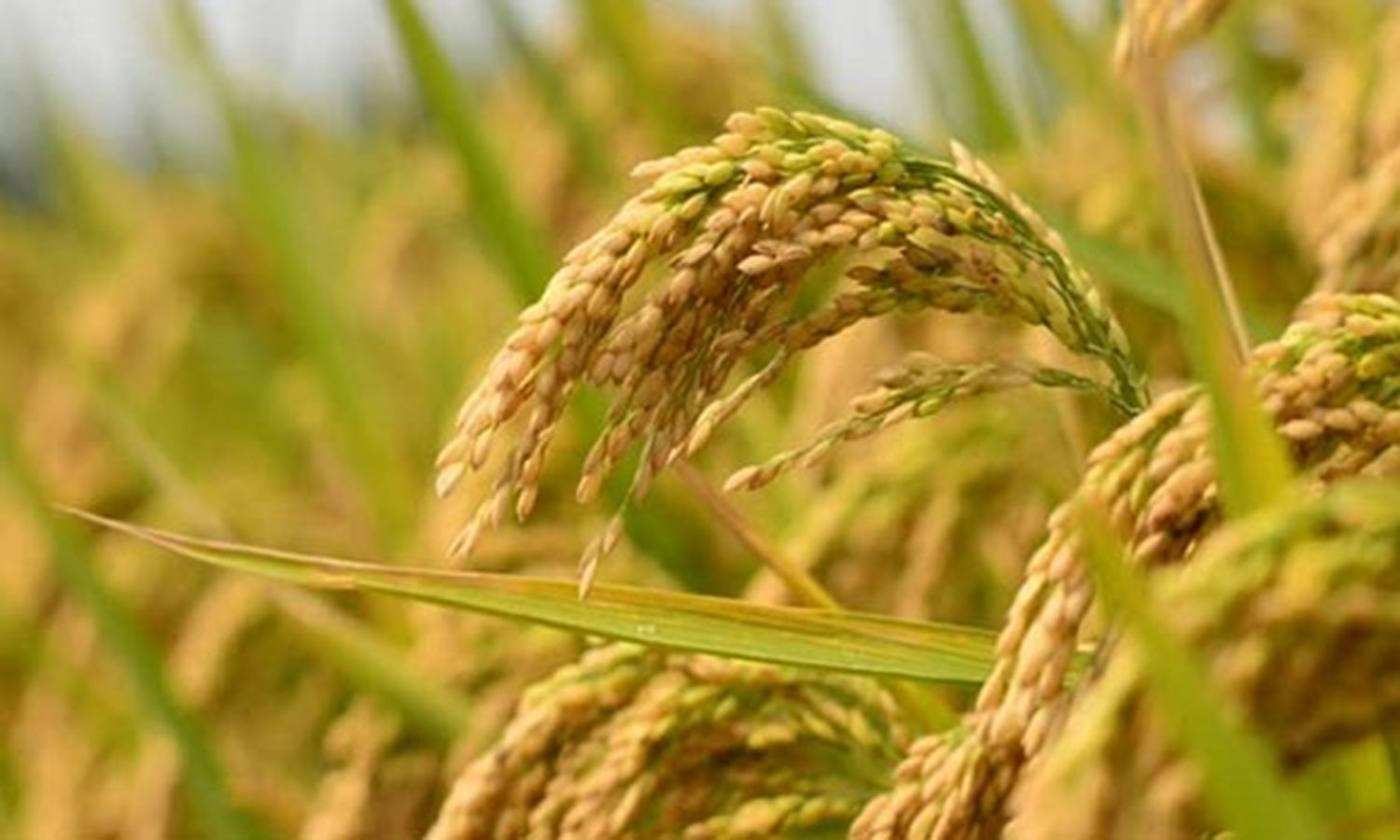 டெல்டா மாவட்டங்களில் தொடர் மழை- அறுவடை செய்யப்பட்ட குறுவை நெல் மணிகள் நனைந்து பாதிப்பு டெல்டா மாவட்டங்களில் தொடர் மழை- அறுவடை செய்யப்பட்ட குறுவை நெல் மணிகள் நனைந்து பாதிப்பு