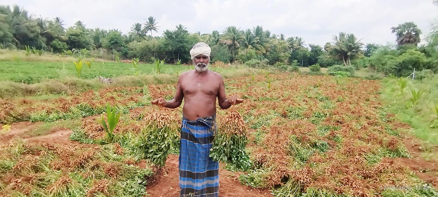 நிலக்கடலை பயிர் சாகுபடி நிலக்கடலை பயிர் சாகுபடி