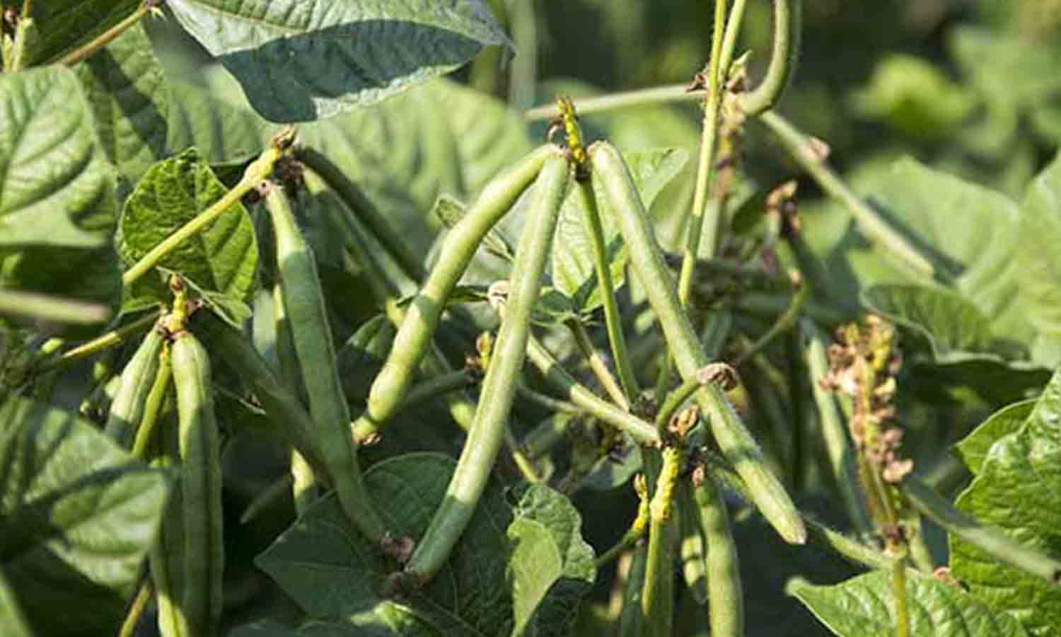 பொரியல் தட்டை சாகுபடியில் உடுமலை  விவசாயிகள் ஆர்வம்