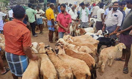 பொள்ளாச்சி ஆட்டுச்சந்தை ரூ.10 ஆயிரத்தில் இருந்து ரூ.30 ஆயிரம் வரை விற்பனையான ஆடுகள்